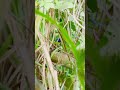 PAINTED BUNTING