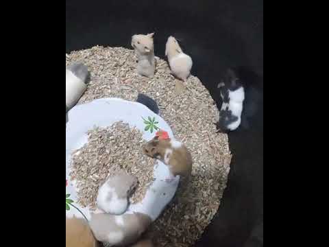 Hamster Hewan lucu dan Imut - YouTube