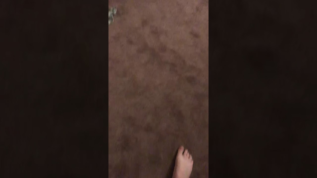 Timmy Flop Timmy Flop