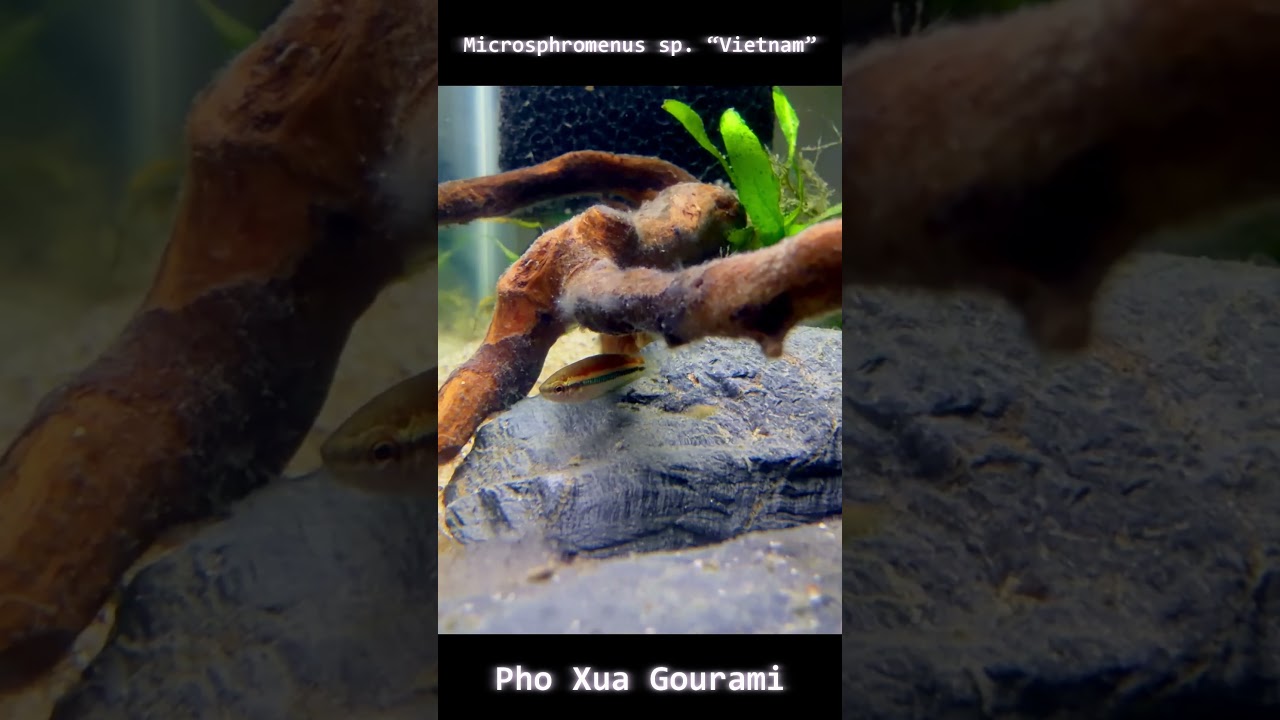 The New Vietnamese Gourami Is Surprisingly Easy