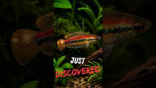 The New Vietnamese Gourami Is Surprisingly Easy - Microsphromenus sp. “Vietnam