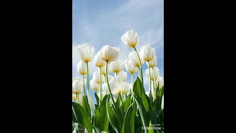 تلاوة لقول الله سبحانه له مقاليد السماوات والارض