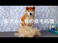 柴犬さん秋の抜毛処理