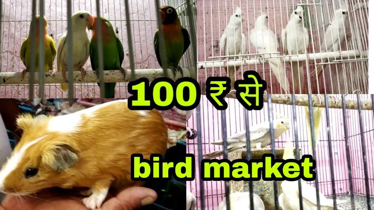 Bird market in delhi/sunday bird market/lal quila YouTube