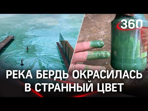 Видео: химические «Мальдивы» пугают жителей под Новосибирском. В МЧС уверяют - это всё водоросли