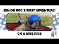At 14 Years Old, My Senior Dog Tried Something New ❤️ First Bike Adventure!