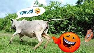 fake tiger prank cows// cows fake tiger prank 🤣 funny prank