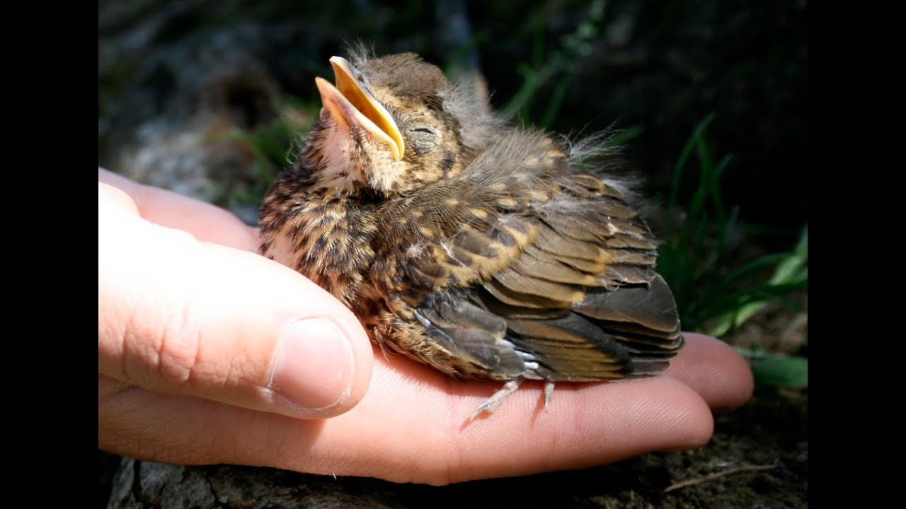 Catfish Eats a live bird!! *Warning Graphic Content* YouTube