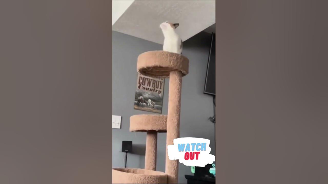 Unsuccessful cat falls over! shorts funnycats cats YouTube