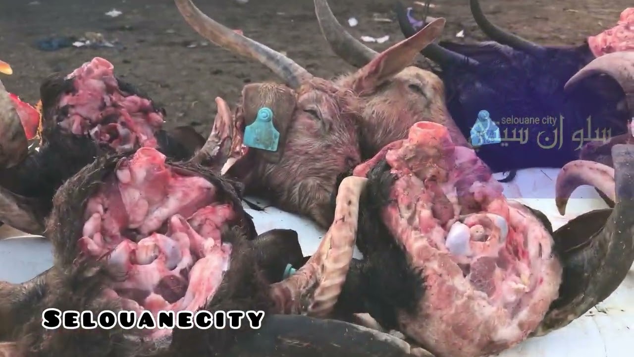 #السوق_الاسبوعي_العروي