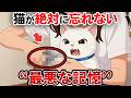 猫が絶対忘れない最悪な記憶【猫雑学】