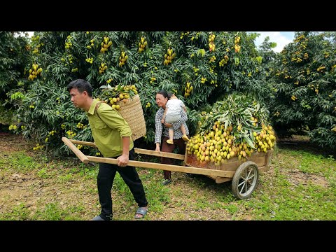 We harvest lychees together and sell them at the market. Caring for sick dogs