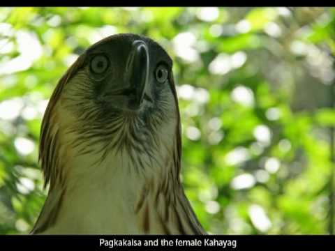 The Philippine Eagle and his Keeper