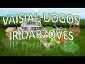 ✅ Vaisiai, uogos, daržovės | SmartkinderTV