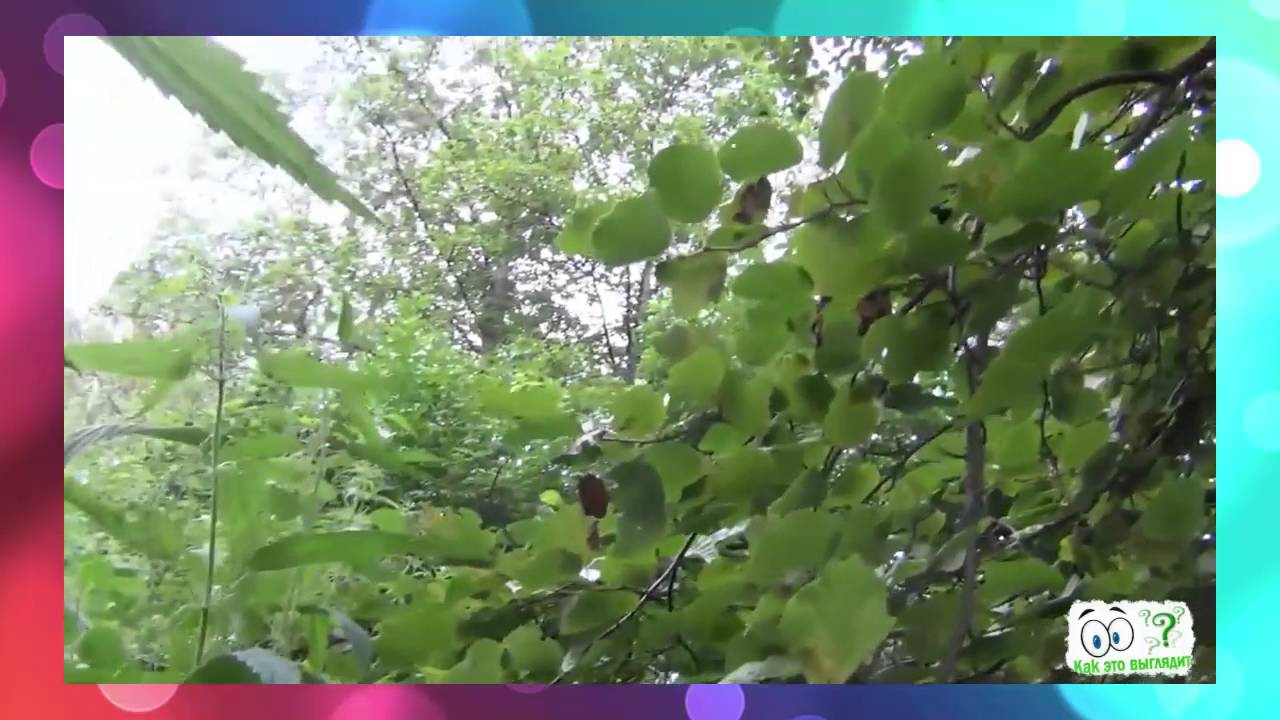 Как выглядит дерево Ольха