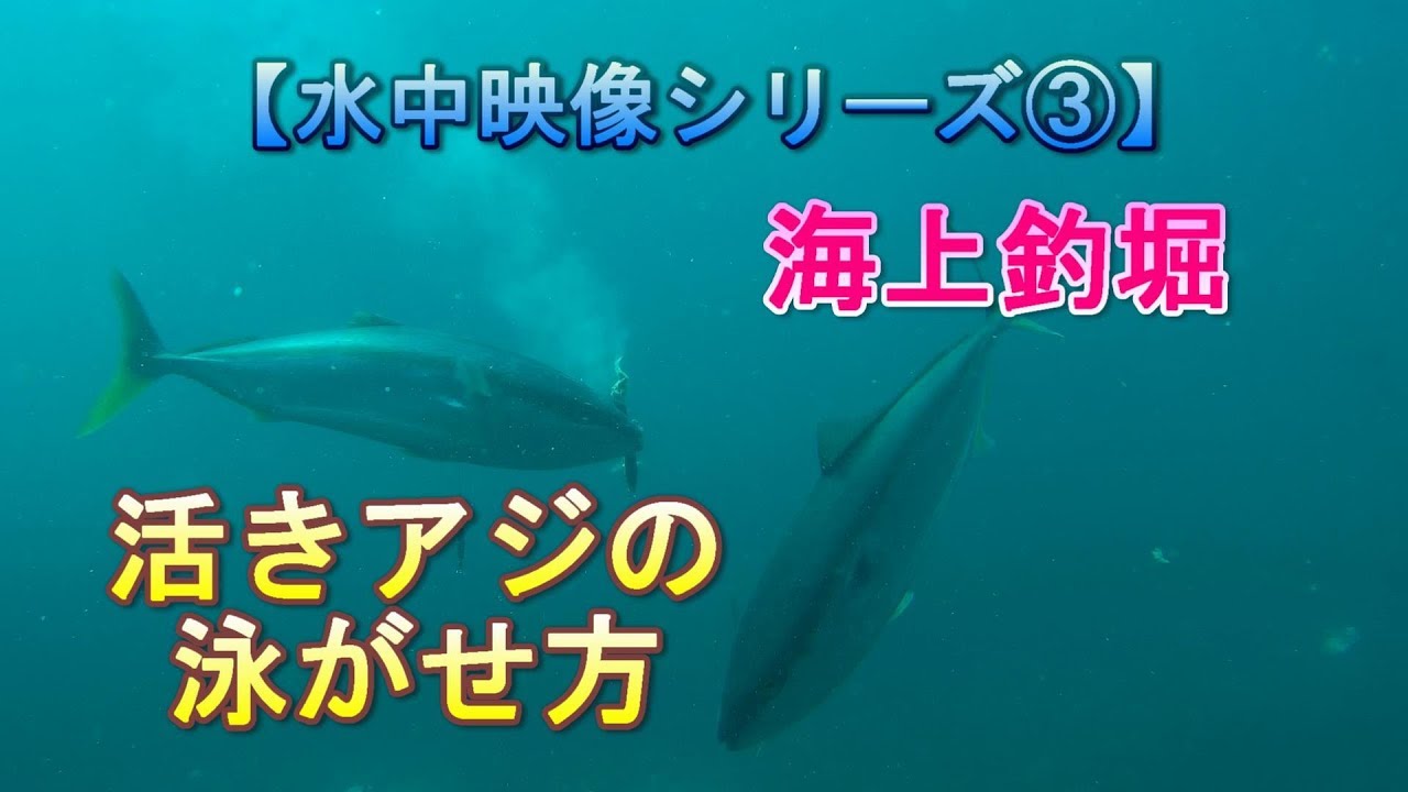 水中映像シリーズ 海上釣堀 活きアジの泳がせ方 Youtube
