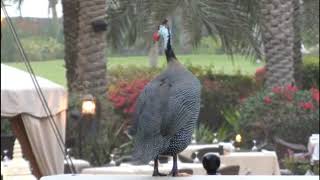 Le Royal Meridien #video #life #dubai