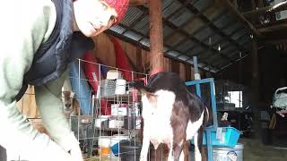 Hobbling a goat for milking