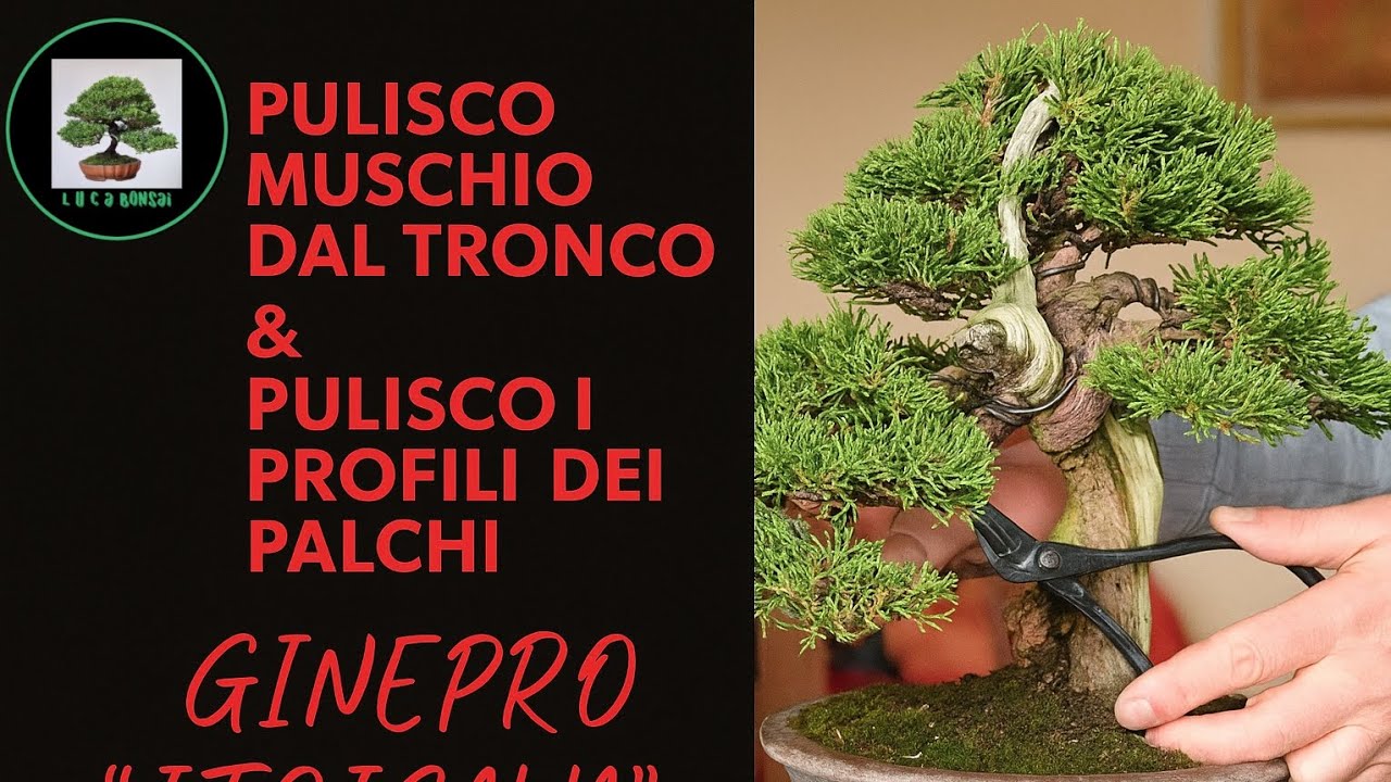 👉 Pulizia e definizione del Ginepro Itoigawa | Trattamento del tronco e profili dei palchi