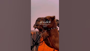 أَفَلا يَنظُرُونَ إِلَى الإِبِلِ كَيْفَ خُلِقَت - سورة الغاشية #عبدالرحمن_مسعد