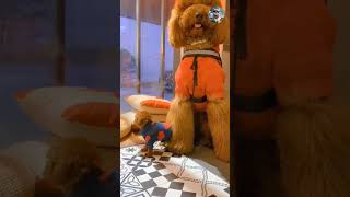 Poodles Funny Behavior #shorts #poodle