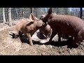 Pigs get a mud wallow