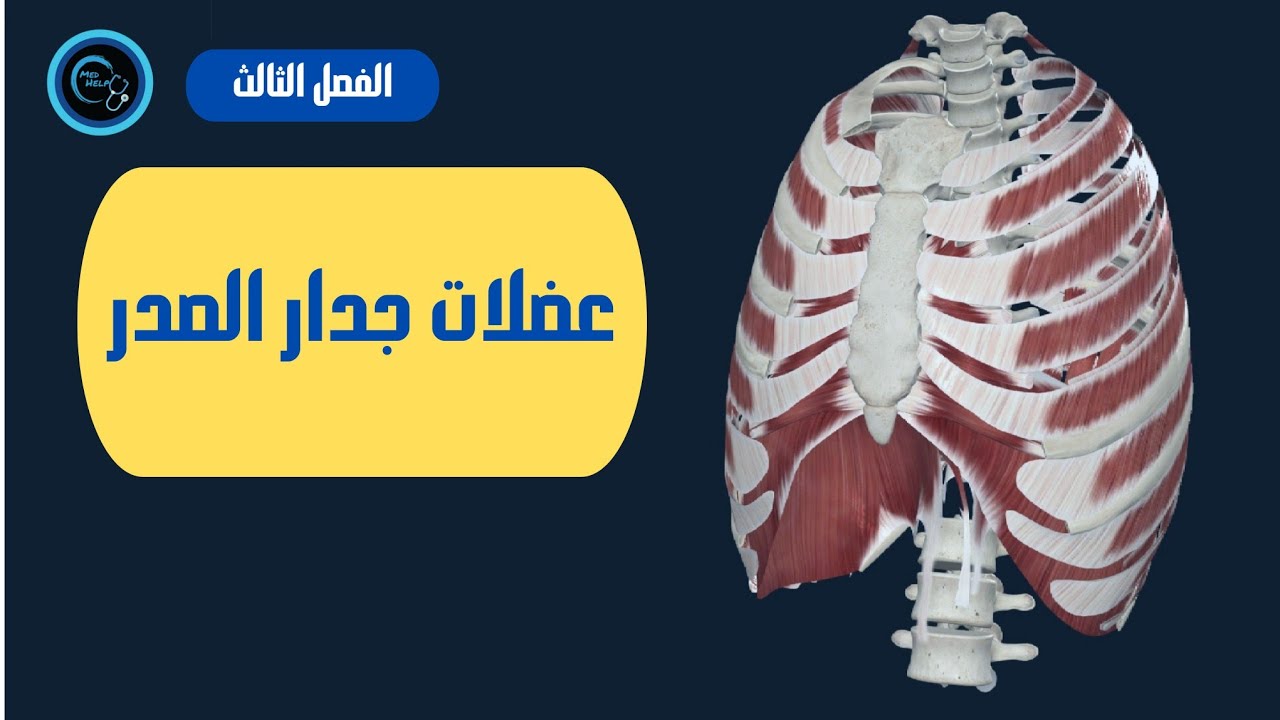 عضلات جدار الصدر | السنة التحضيرية | الفصل الثالث