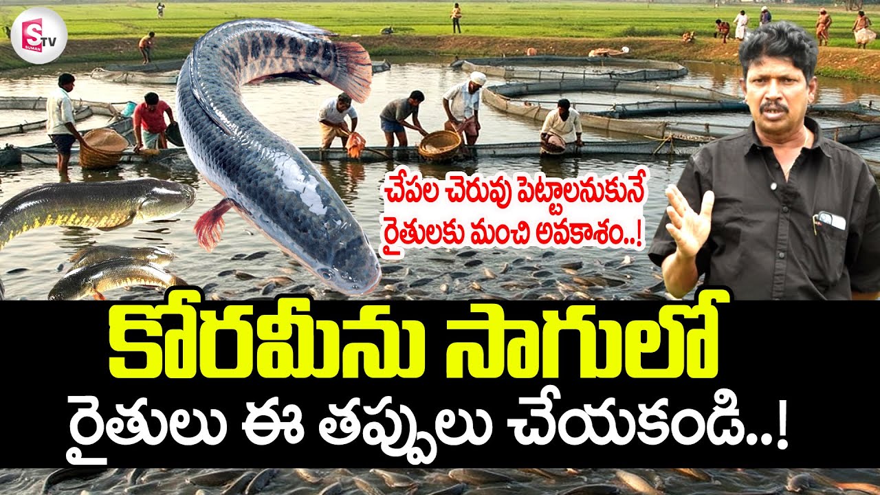 Best Tips For Korameenu Fish Farming | కొత్తగా చేపల చెరువు పెట్టాలనుకునే రైతులకు మంచి అవకాశం