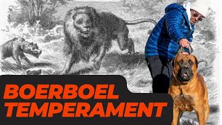 Boerboel Temperament  (The True About the South African Mastiff Personality)
