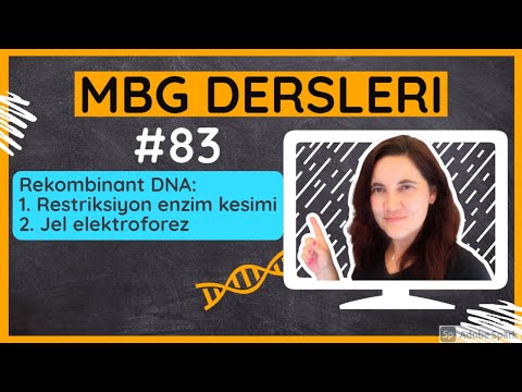 Video: Jel elektroforezi DNA moleküllerini ayırmak için hangi faktörü kullanır?