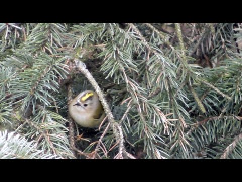 Wintergoldhähnchen (Regulus regulus) auf Nahrungssuche