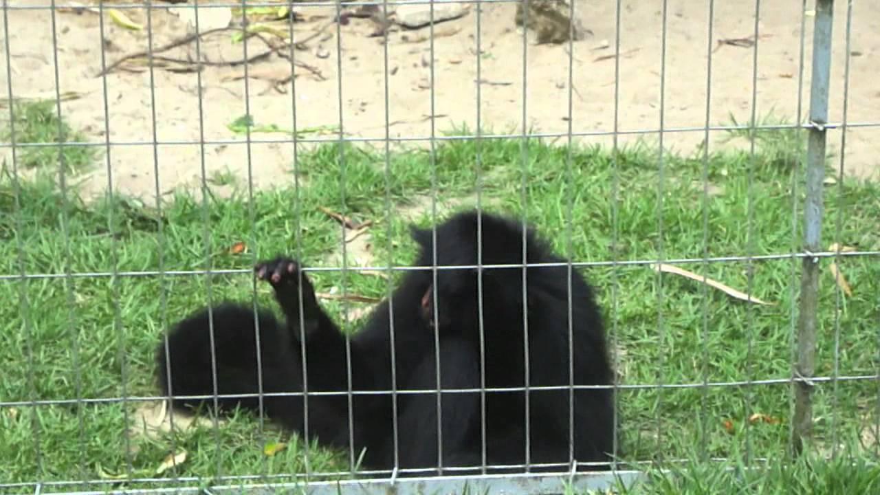 Despedida - Zoo Rio de Janeiro, Macaco-aranha-preto (Ateles…