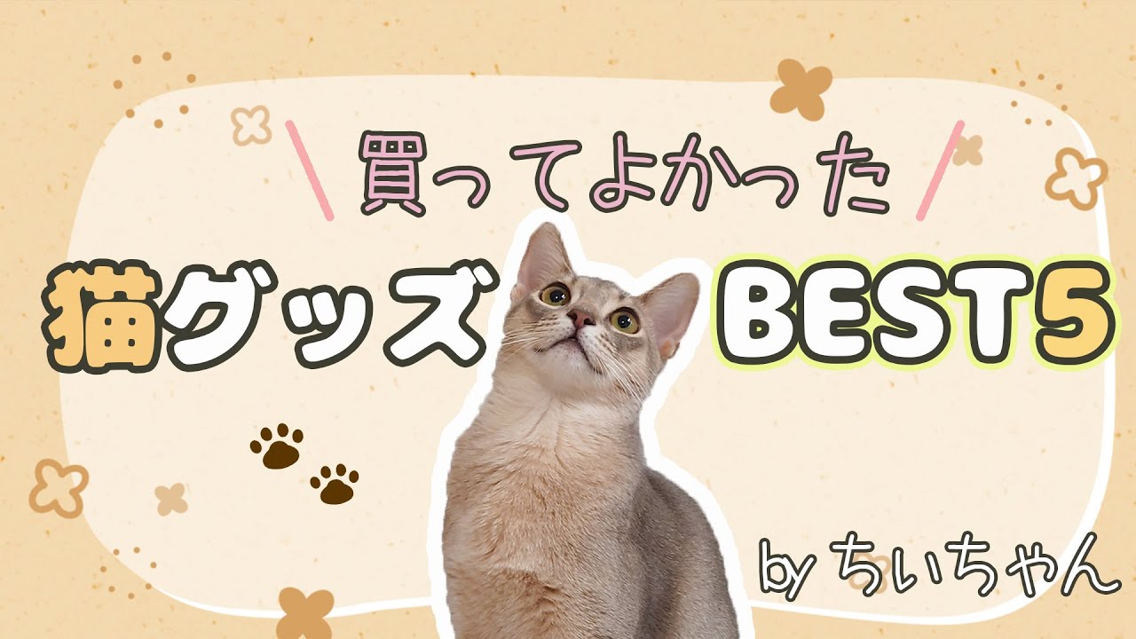 2022】即ポチ必須の本当に買ってよかった猫グッズ7選 - YouTube