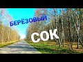 Сбор берёзового сока