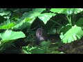 Japanese Monkey Hiding in Elephant Ears!
