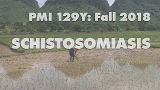 Schistosomiasis (group 19, PMI 129Y Fall 2018)