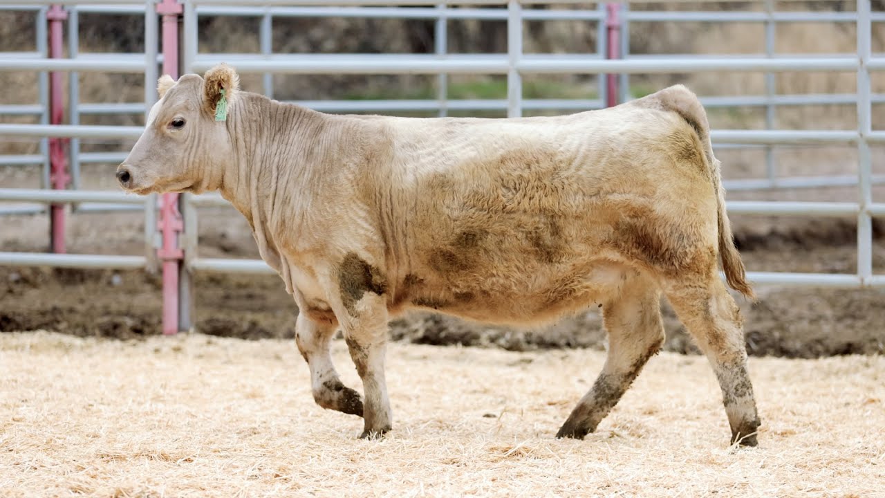 Tag B21 2023 Holiday Heifer Sale Dixon Land and Livestock YouTube