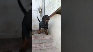 Agressive Rottweiler dog barking#shorts#puppies#Rottweiler