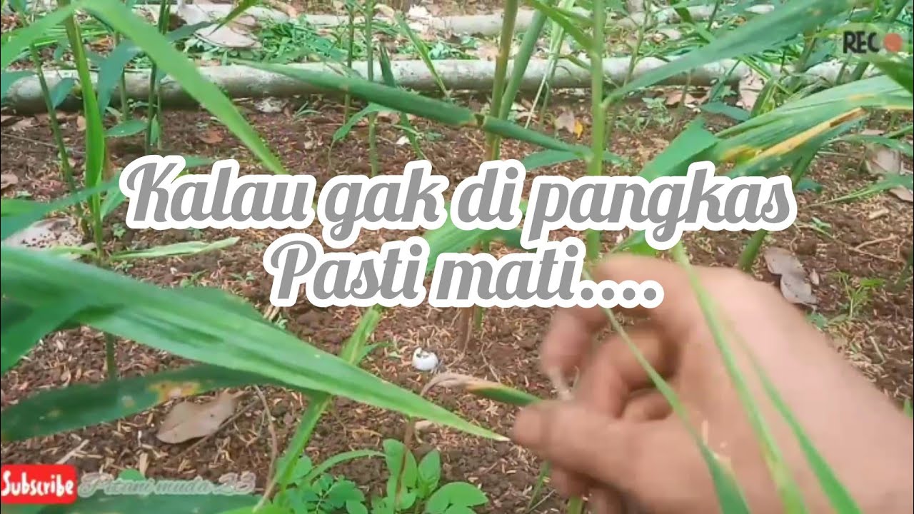 PERAWATAN JAHE USIA 1 BULAN DENGAN BIBIT RIMPANG || PETANI MUDA 23