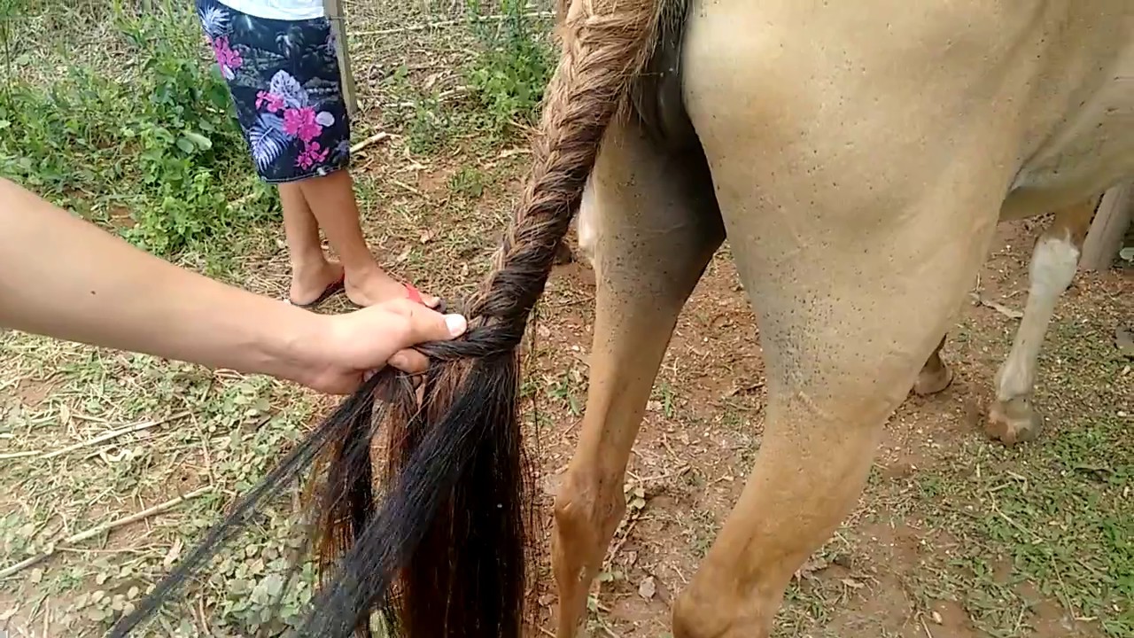 Como fazer trança embutida no rabo do cavalo - thptnganamst.edu.vn