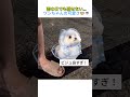 梅雨対策バッチリ!レインコート姿のワンちゃんが可愛すぎる#youtubeshorts #おすすめ #shorts