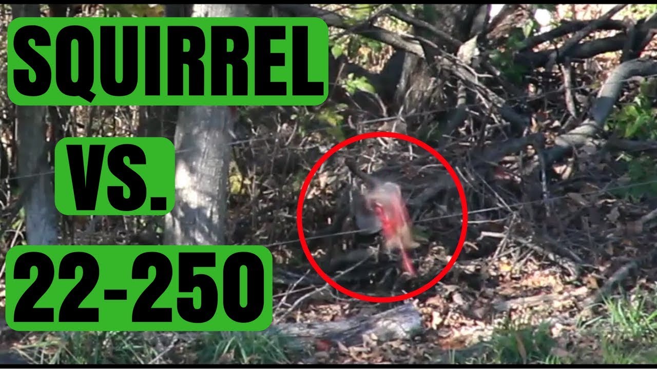 Squirrel vs. 22-250! *GRAPHIC* (SQUIRREL BLOWS UP!) - YouTube