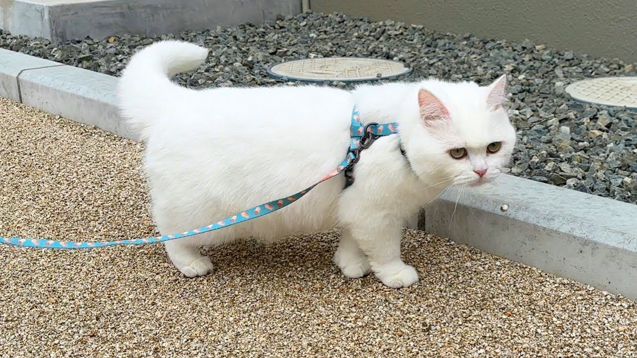 初めての散歩が楽しすぎて家に帰ってくれなくなった…笑