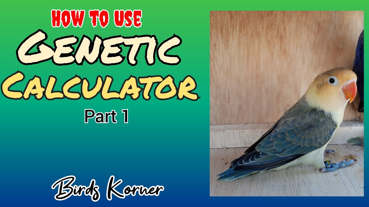 Genetic Calculator Use || Parblue in Genetic Calculator