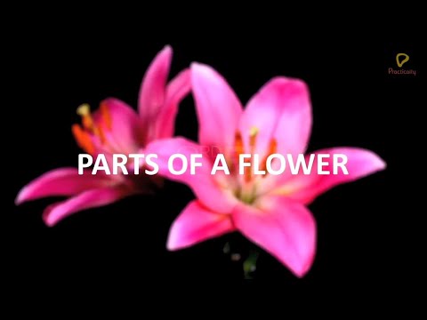 Practically's Concepts - Parts of a Flower - #LearnPractically
