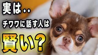【9割が知らない】チワワに話しかける人はなぜ賢いのか?7つの理由