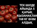 130 ТҮП ҚЫЗАНАҚТАН🍅, 168 КГ ӨНІМДІ ШІЛДЕ АЙЫНДА АЛДЫҚ🤗.ӘЛІ ТАМЫЗ АЙЫ БАР😉.БИОГУМУСТЫҢ АРҚАСЫНДА🤩