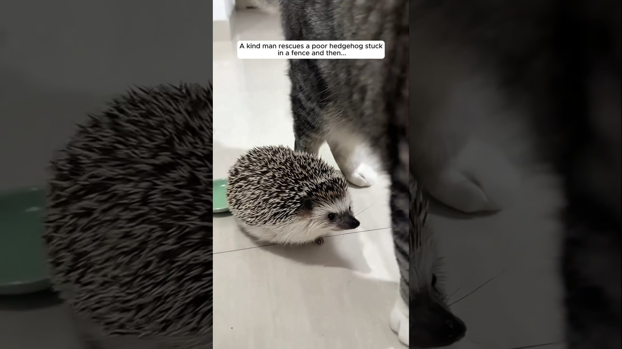 A kind man rescues a poor hedgehog stuck in a fence and then...