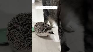 Famous A kind man rescues a poor hedgehog stuck in a fence and then... Wealth