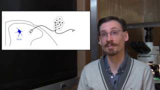 How Endogenous Opioids Control Pain Sensitivity